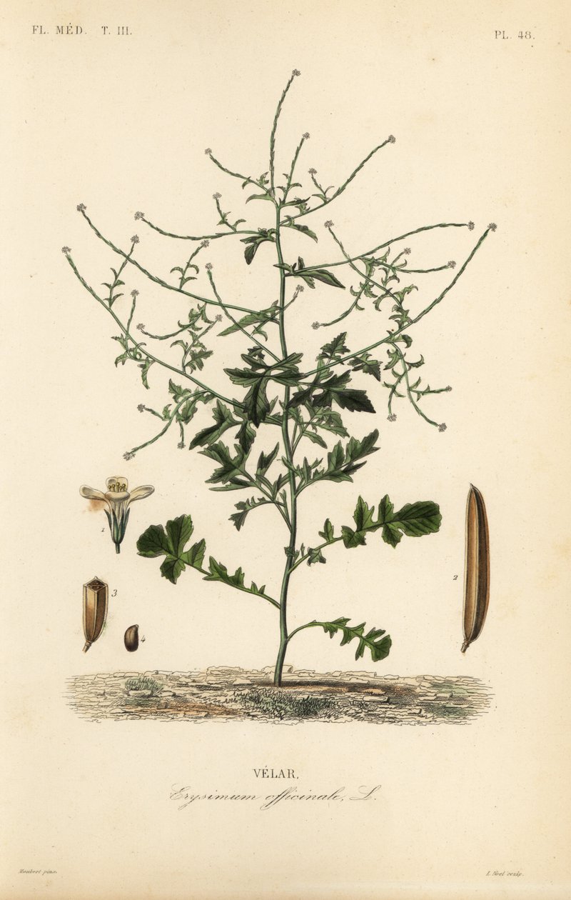 Mostaza de seto, Sisymbrium officinale de Unbekannt