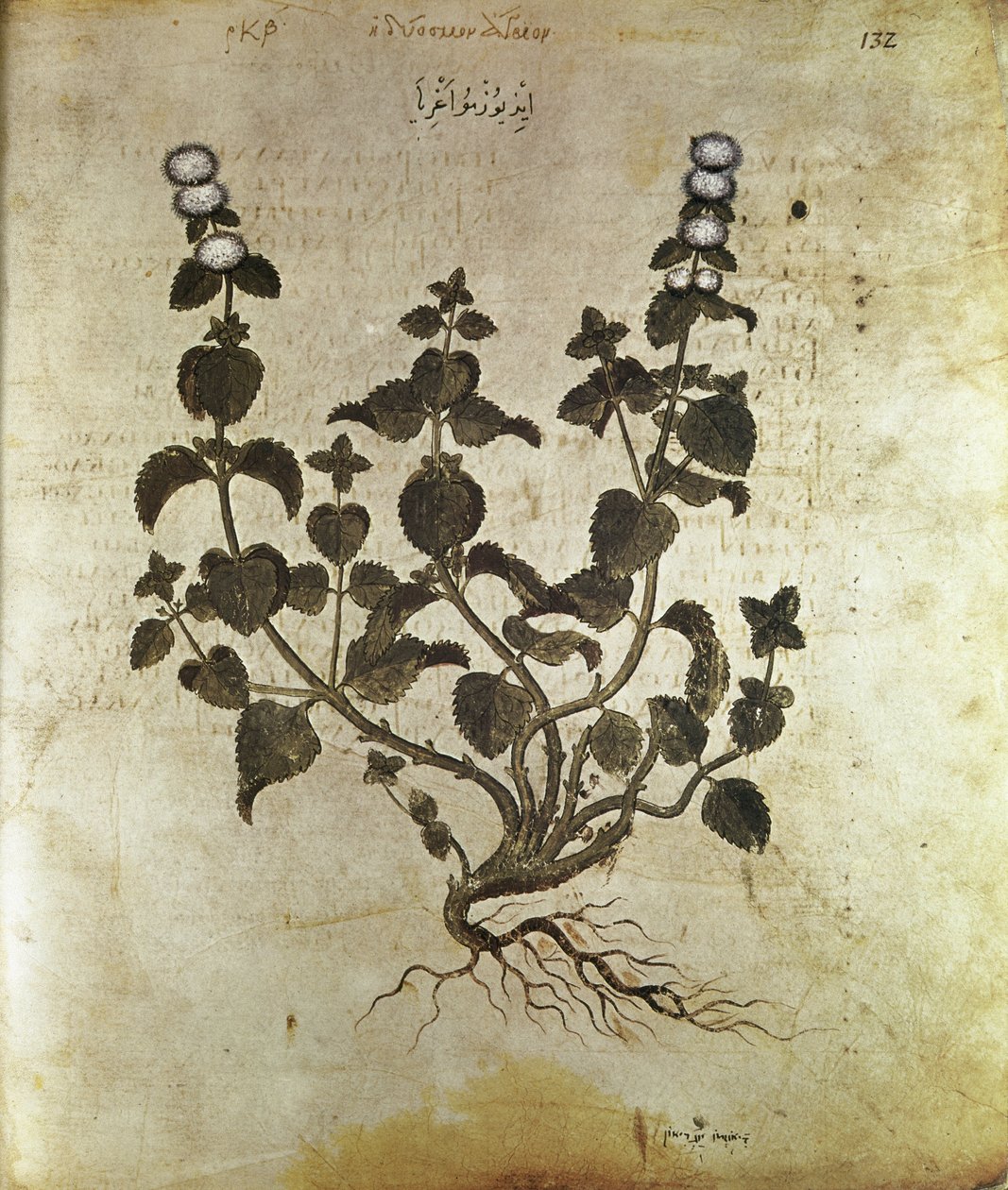 Herbarios Menta, siglo VI de Unbekannt