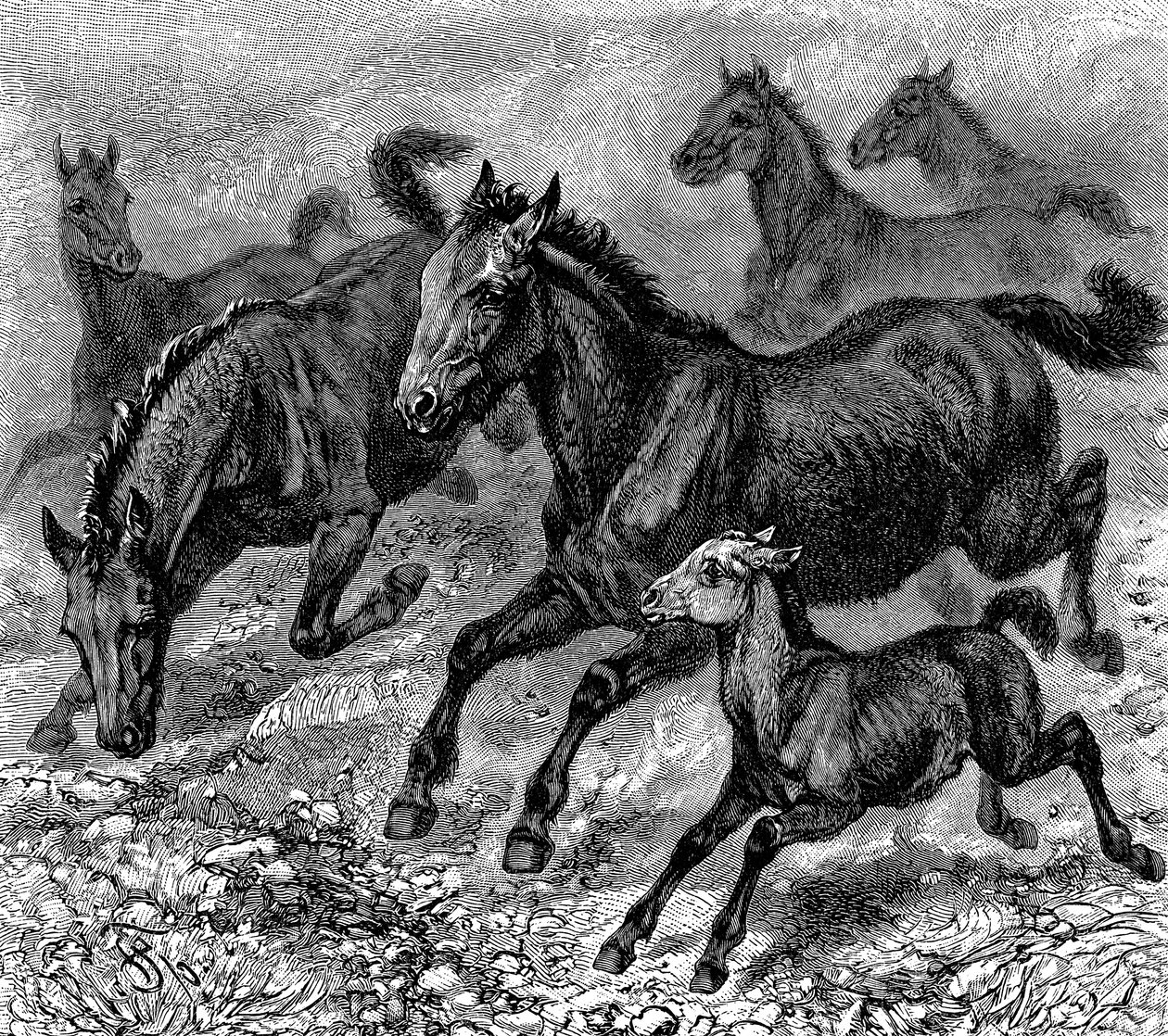 Manada de Tarpán, 1893 de Unbekannt