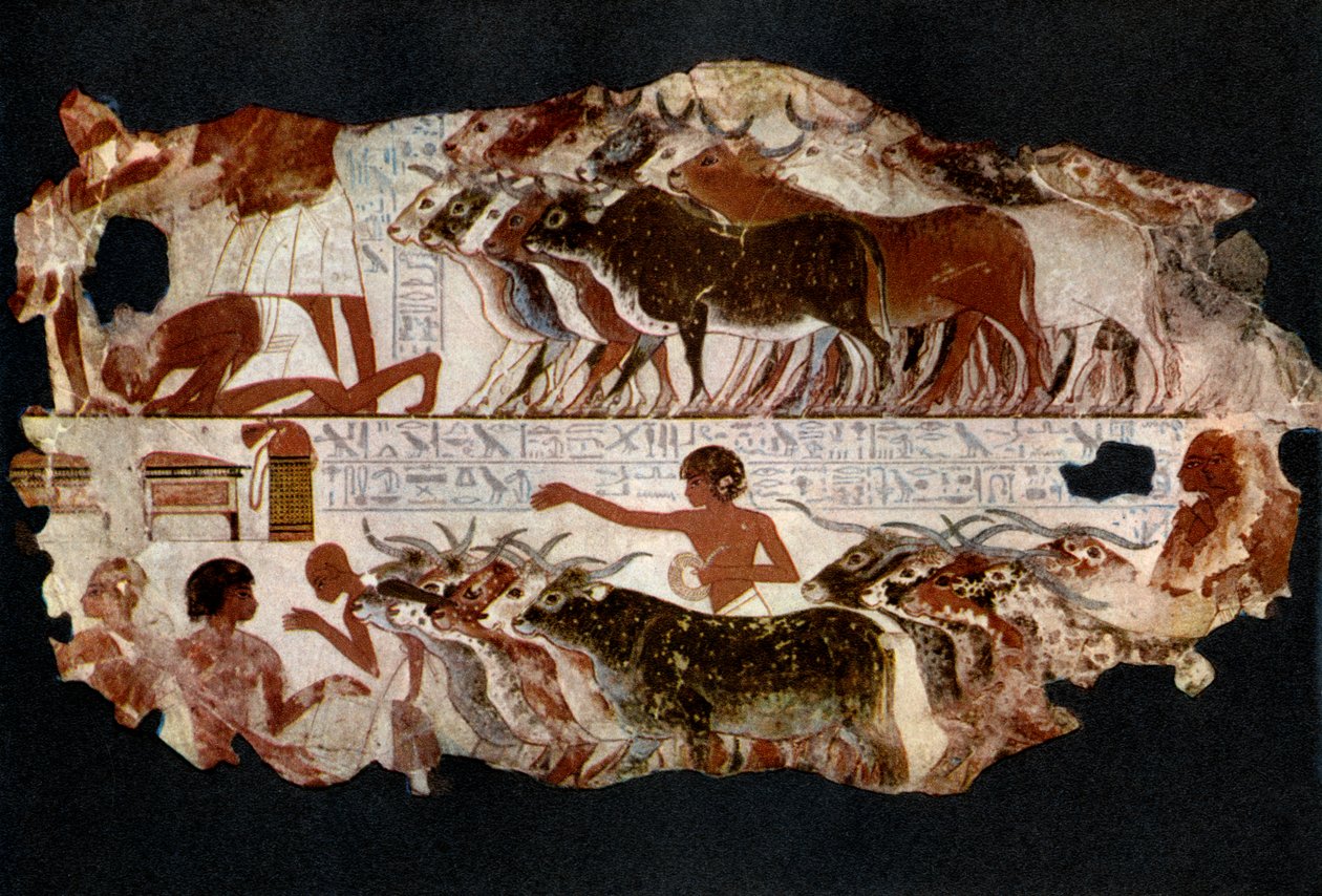 Rebaños de ganado de la época de la XVIII Dinastía, Egipto, c. 1400 a.C. 1936 de Unbekannt