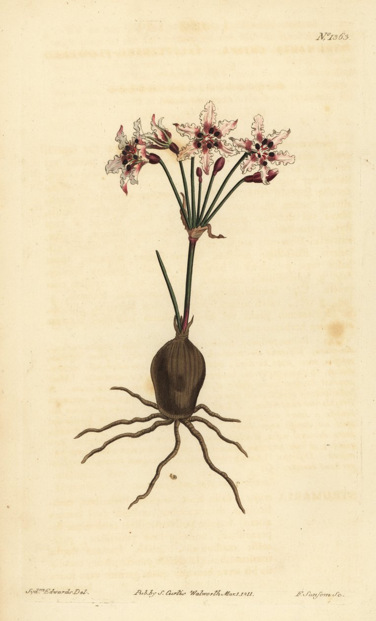 Hessea cinnamomea (Strumaria de flores brillantes, Strumaria crispa) de Unbekannt