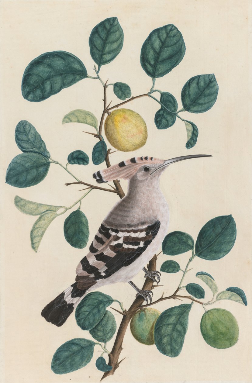 Abubilla en una rama de árbol de cítricos, c. 1800 de Unbekannt