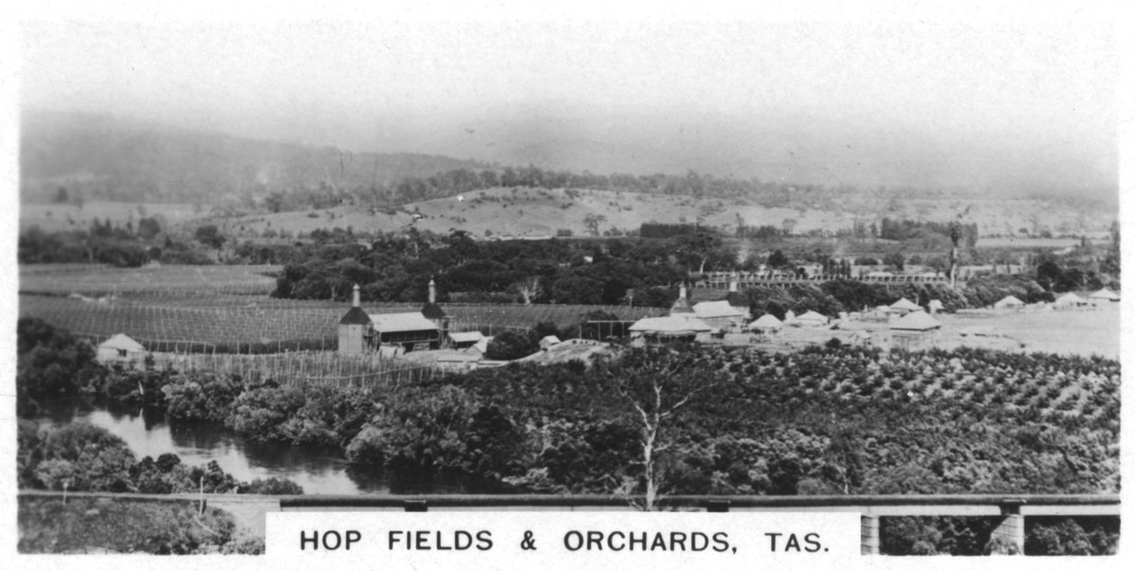 Campos de lúpulo y huertos, Tasmania, Australia, 1928 de Unbekannt