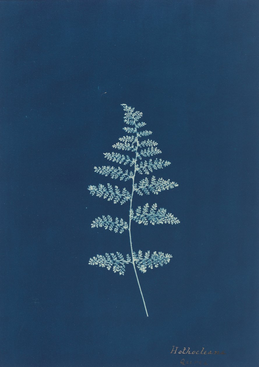 Hothocleana, c. 1850s de Unbekannt