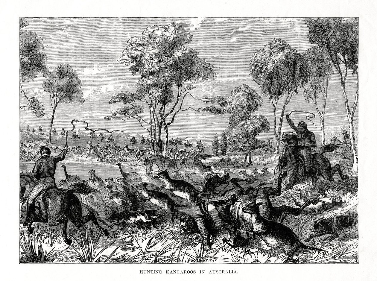 Caza de canguros, Australia, 1877 de Unbekannt