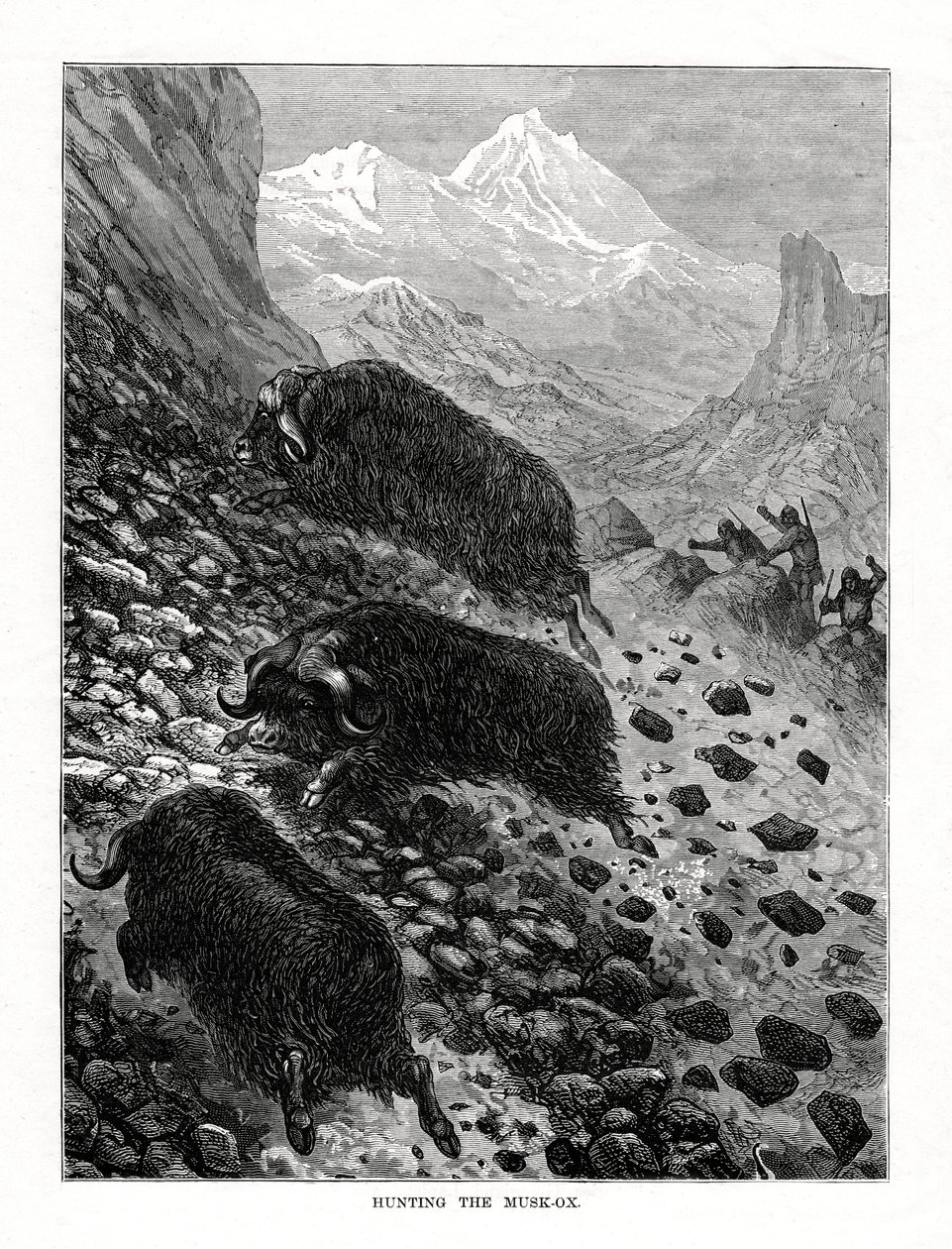Cazando el buey almizclero, 1877 de Unbekannt