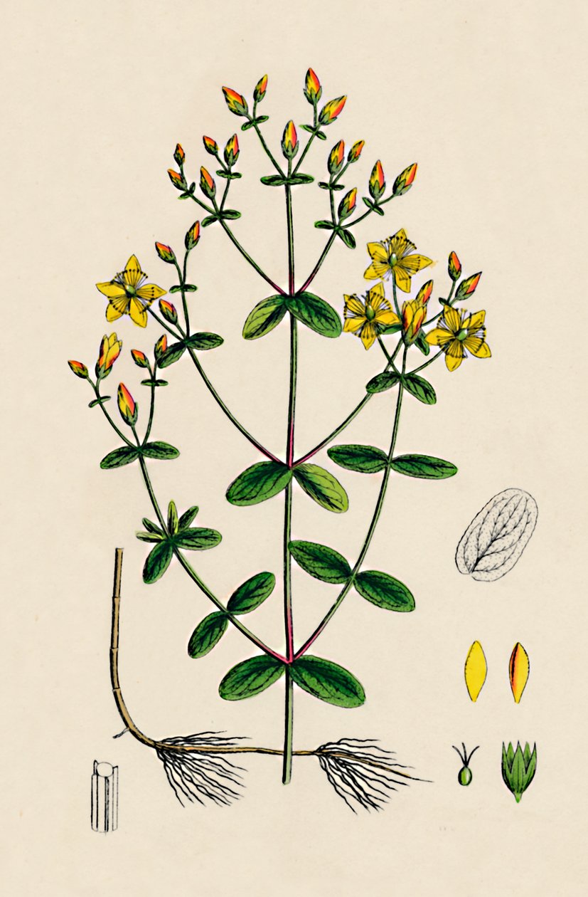 Hypericum Boeticum. Hierba de San Juan de hojas onduladas, siglo XIX de Unbekannt