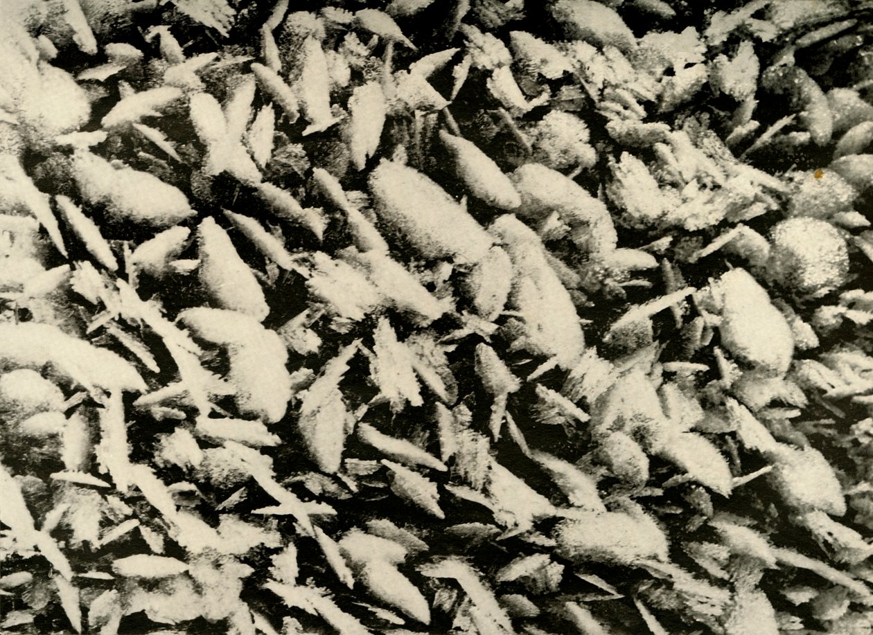 Cristales de hielo en el techo del porche de la cabaña, c1908, 1909 de Unbekannt