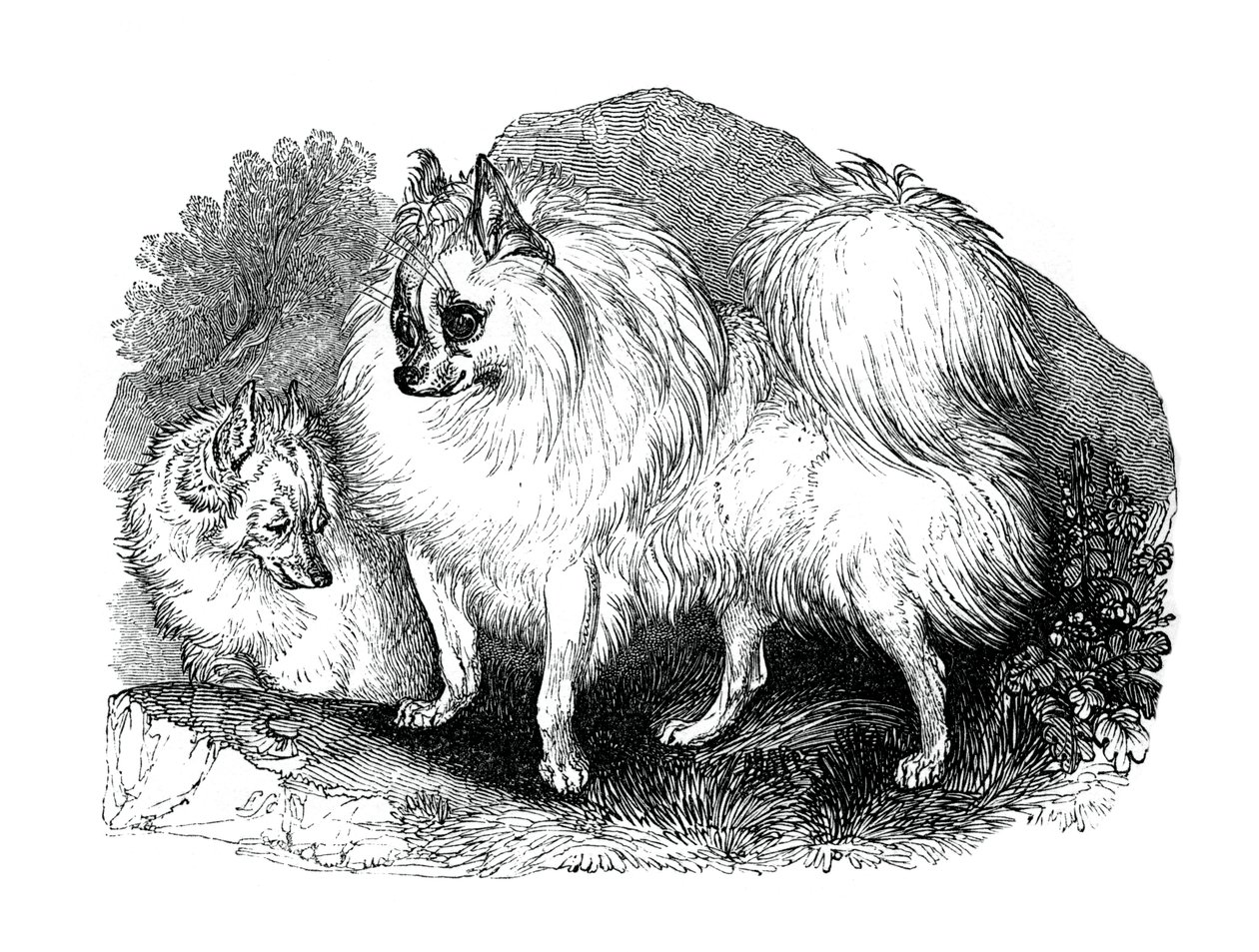 Perro islandés, 1848 de Unbekannt