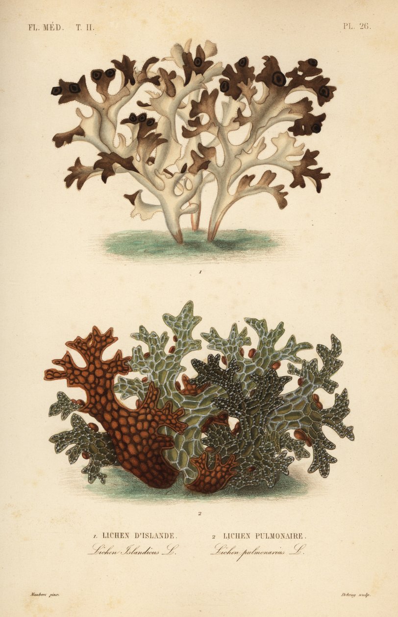 Musgo de Islandia, Cetraria islandica, Lichen d