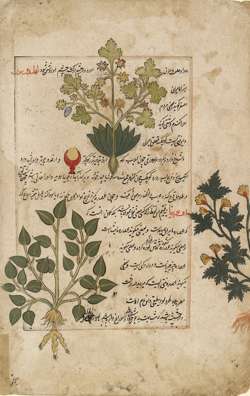 Doble folio ilustrado que representa cardos y otras plantas medicinales, 1595 de Unbekannt