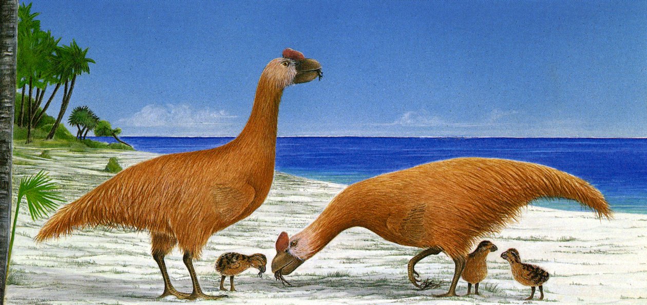 Ilustración de Sylviornis neocaledoniae de Unbekannt