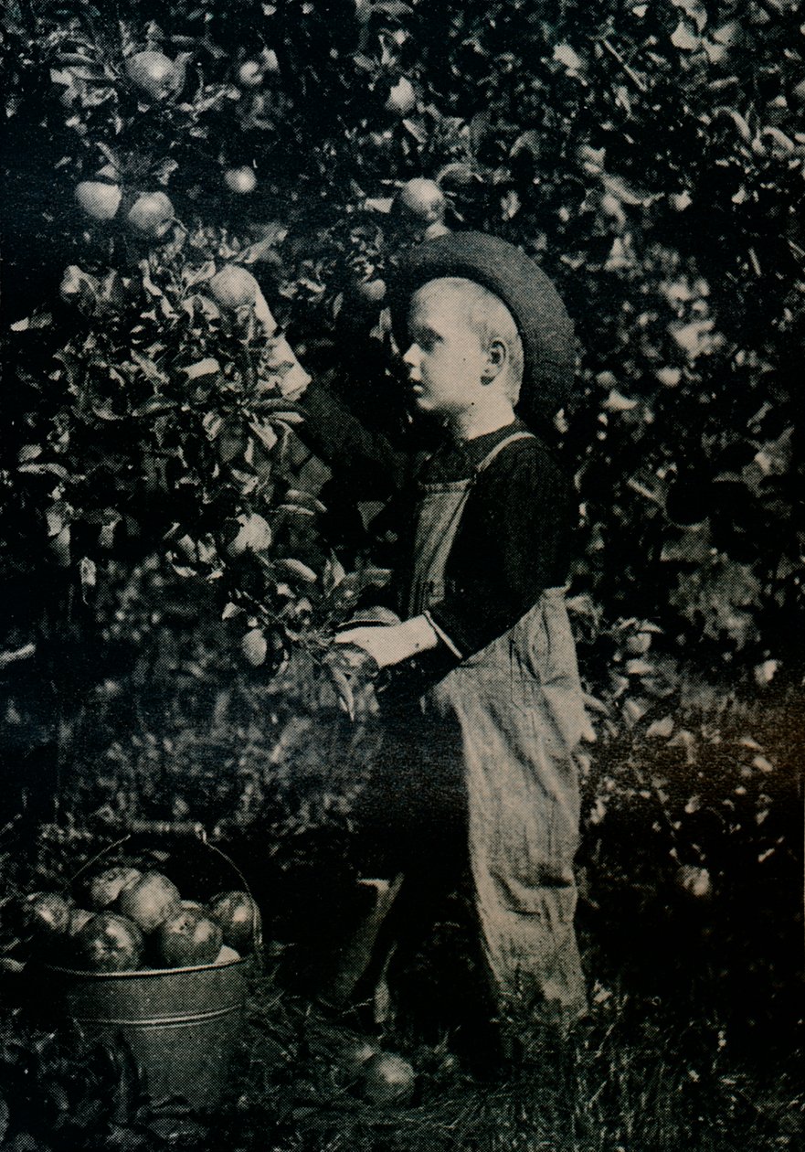 En uno de los huertos fructíferos de Ontario, c. 1934 de Unbekannt
