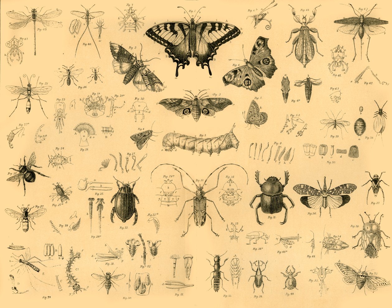 Insectos, c1910 de Unbekannt