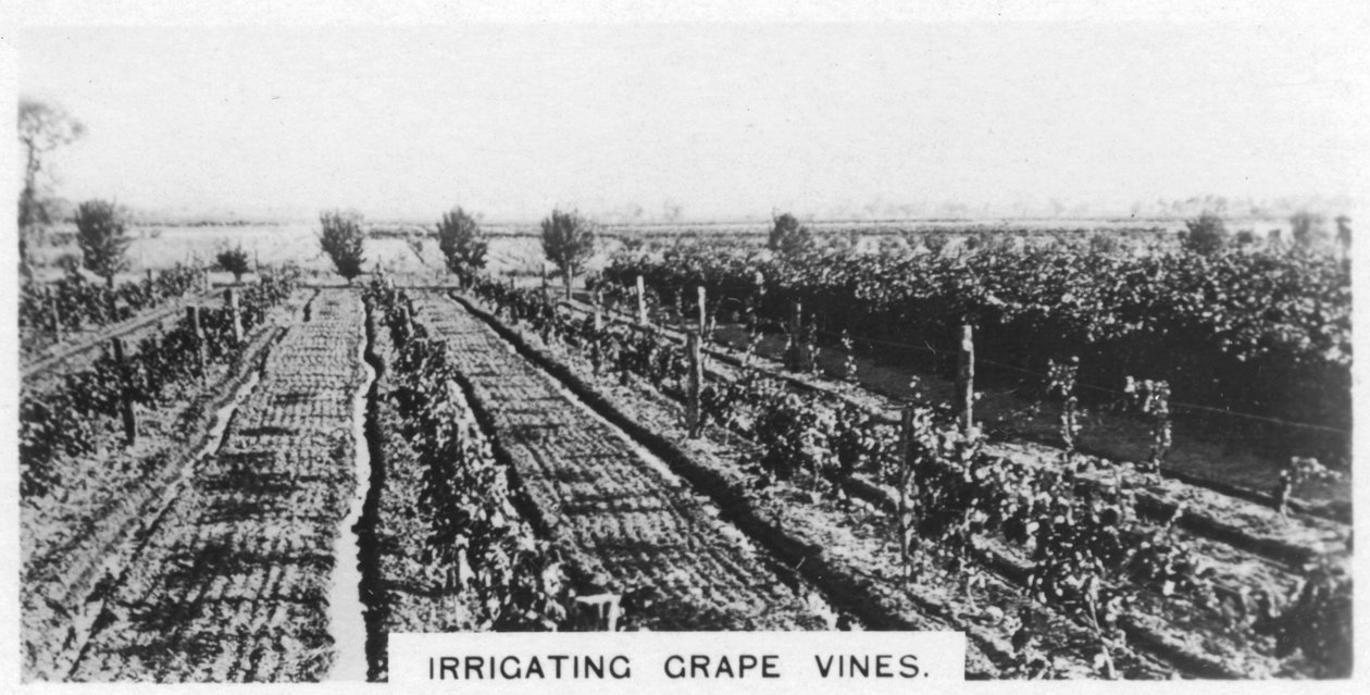 Riego de vides, Australia, 1928 de Unbekannt