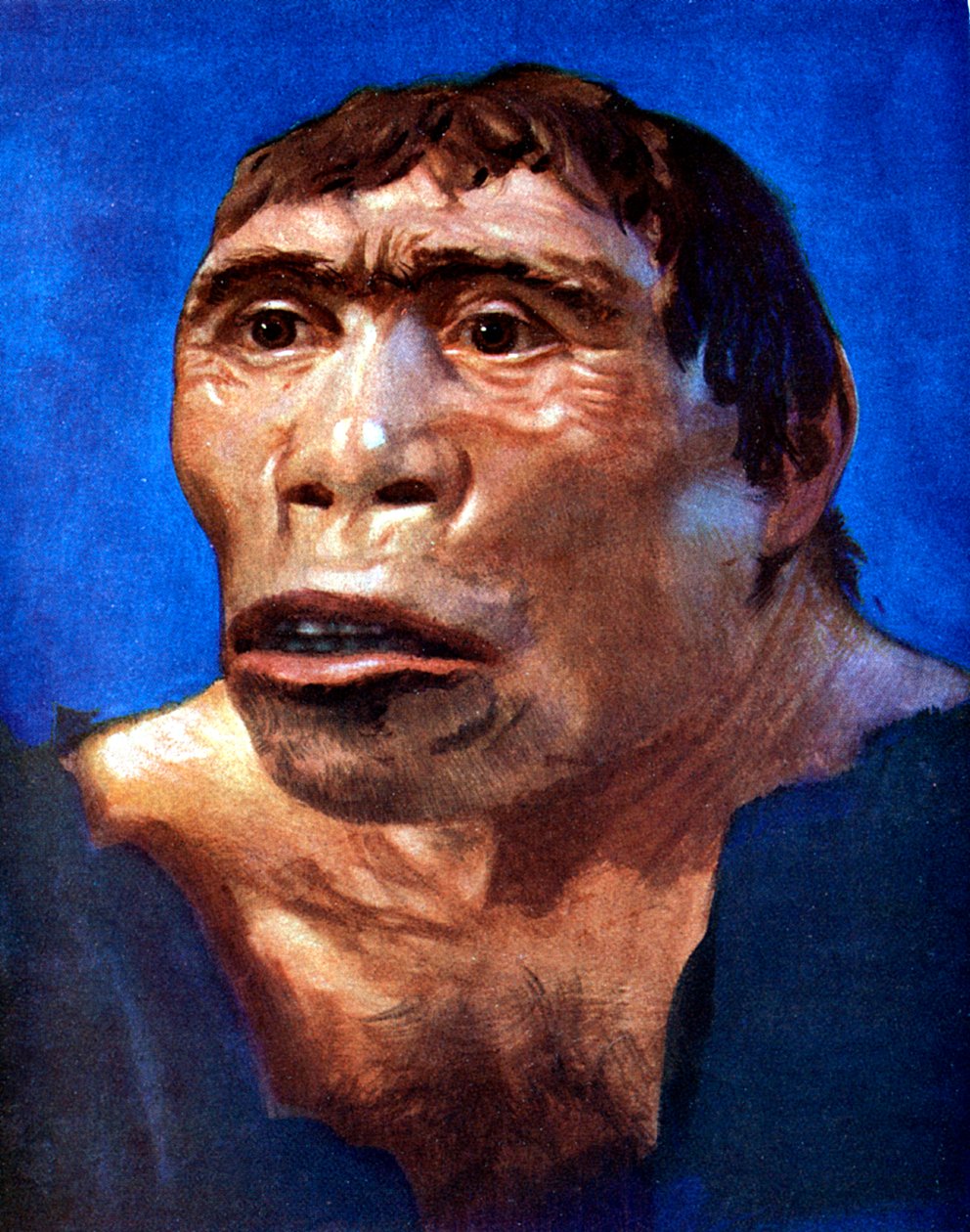 Hombre de Java Pithecanthropus erectus de Unbekannt
