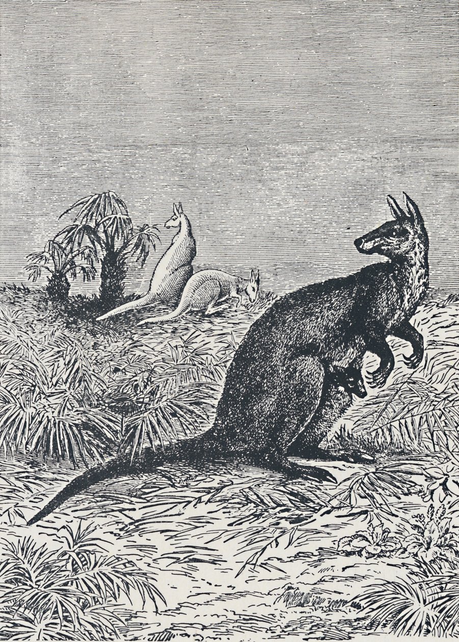Canguro, 1924 de Unbekannt