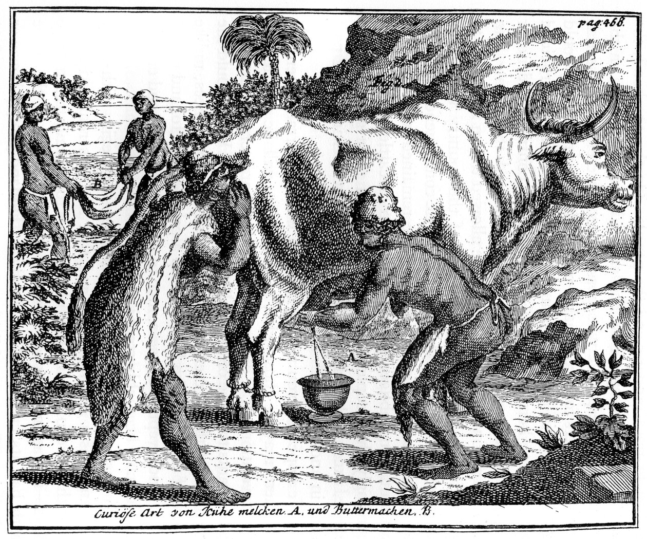 Khoikhois ordeñando vacas y haciendo mantequilla, Sudáfrica de Unbekannt