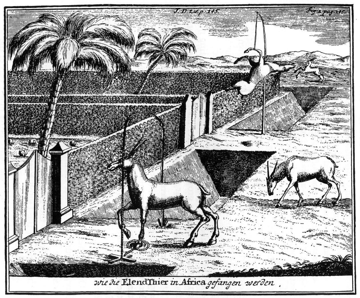 Khoikhois atrapando antílopes, Sudáfrica, siglo XVIII, 1931 de Unbekannt
