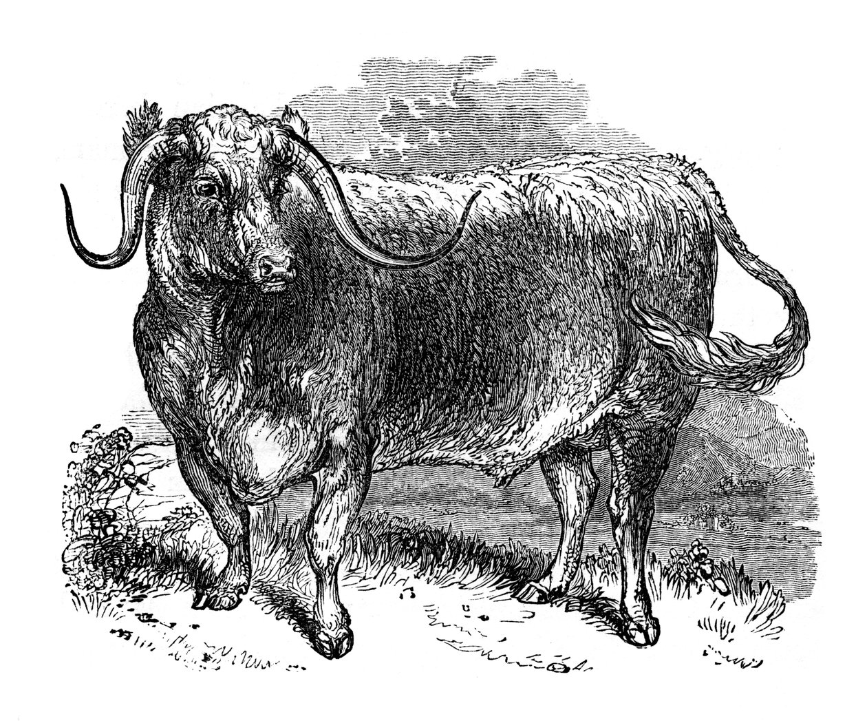 Buey de Lancashire, espécimen de las razas de cuernos largos, 1848 de Unbekannt