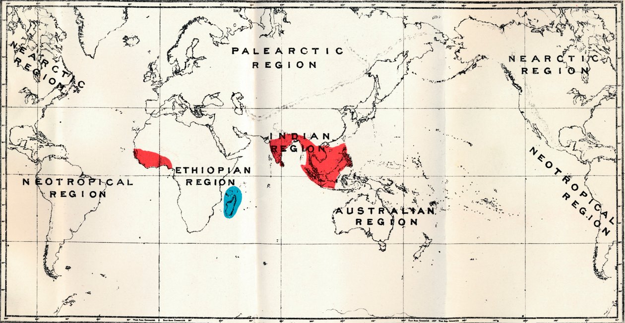 Lemuroidea - III. Mapa, mostrando la distribución de la familia Chiromyidae y de las subfamilias de Unbekannt