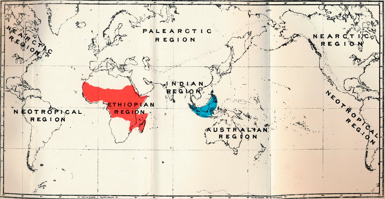 Lemuroidea - II. Mapa, mostrando la distribución de Tarsiidae Azul, y Galaginae Rojo, 1897 de Unbekannt