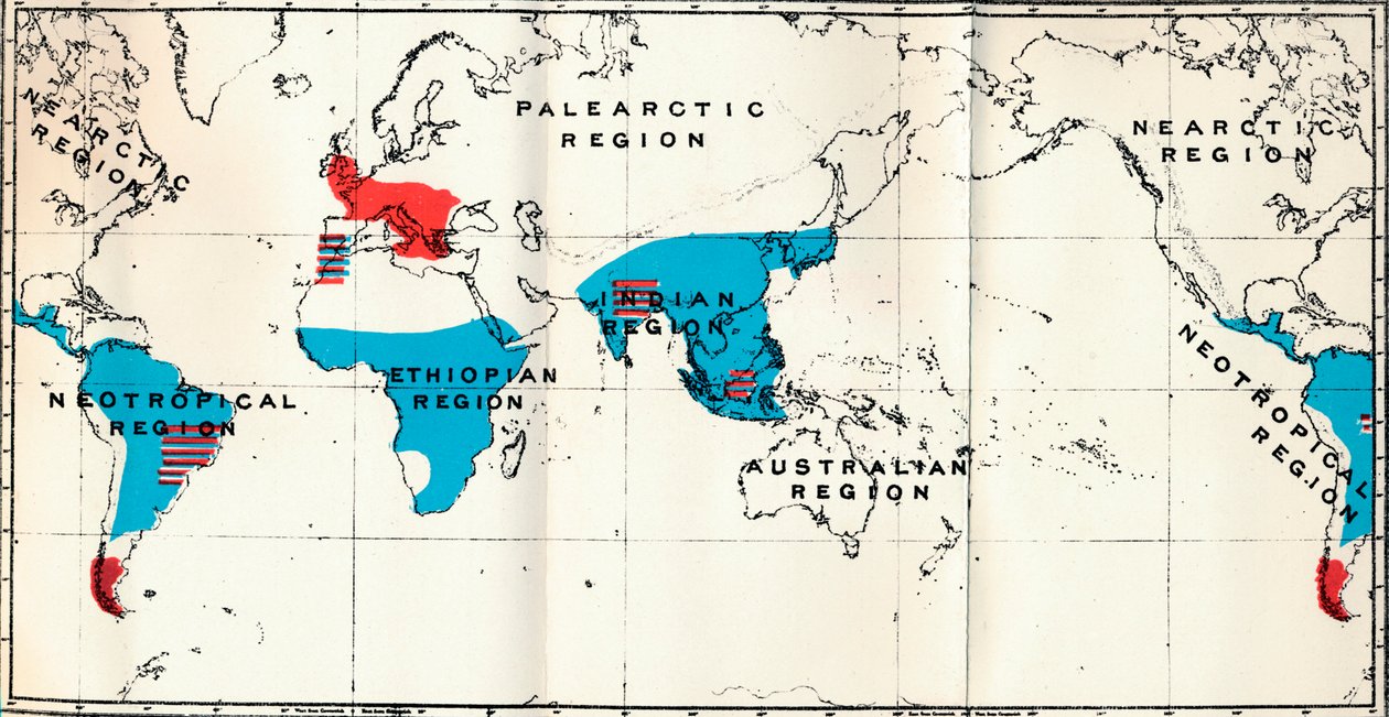 Lemuroidea - IV. Mapa, mostrando la distribución de Antropoidea vivos (azul) y fósiles (rojo), 1897 de Unbekannt