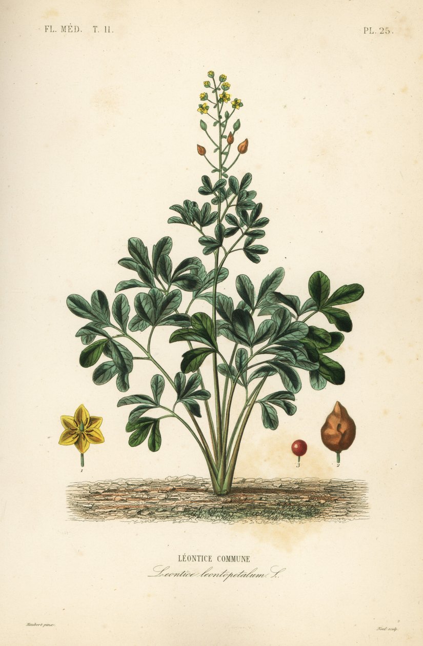 Leontice, Leontice leontopetalum de Unbekannt