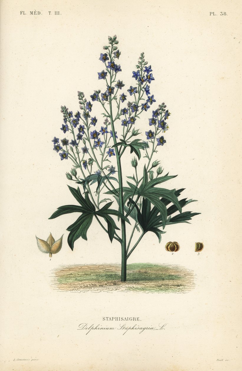 Matapiojos o stavesacre, Delphinium staphisagria, Staphisaigre de Unbekannt