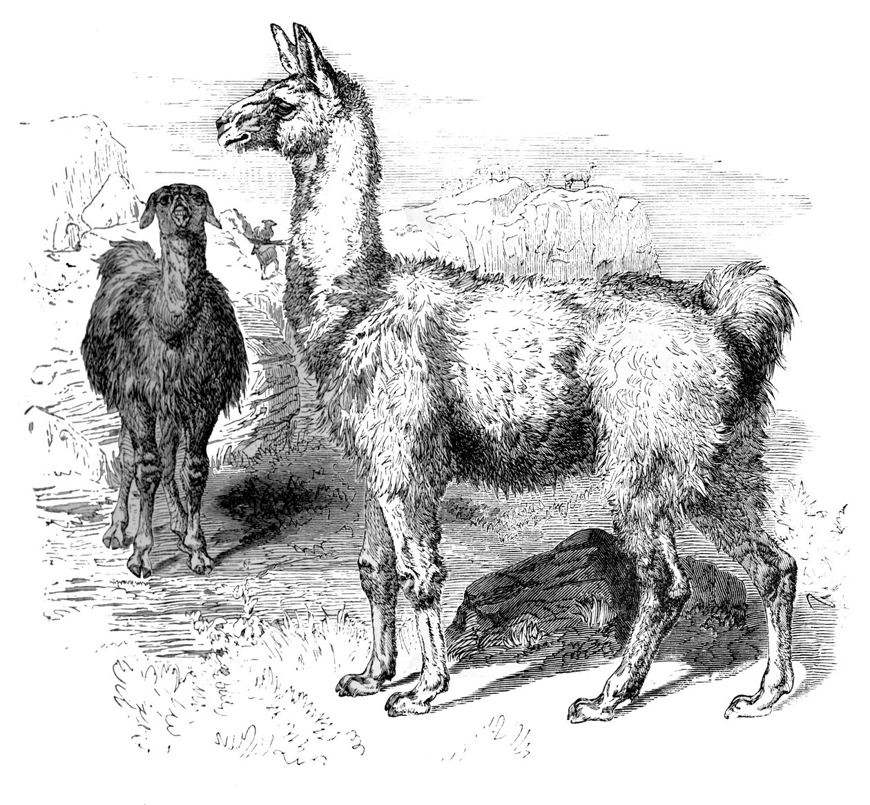 Llamas de Unbekannt