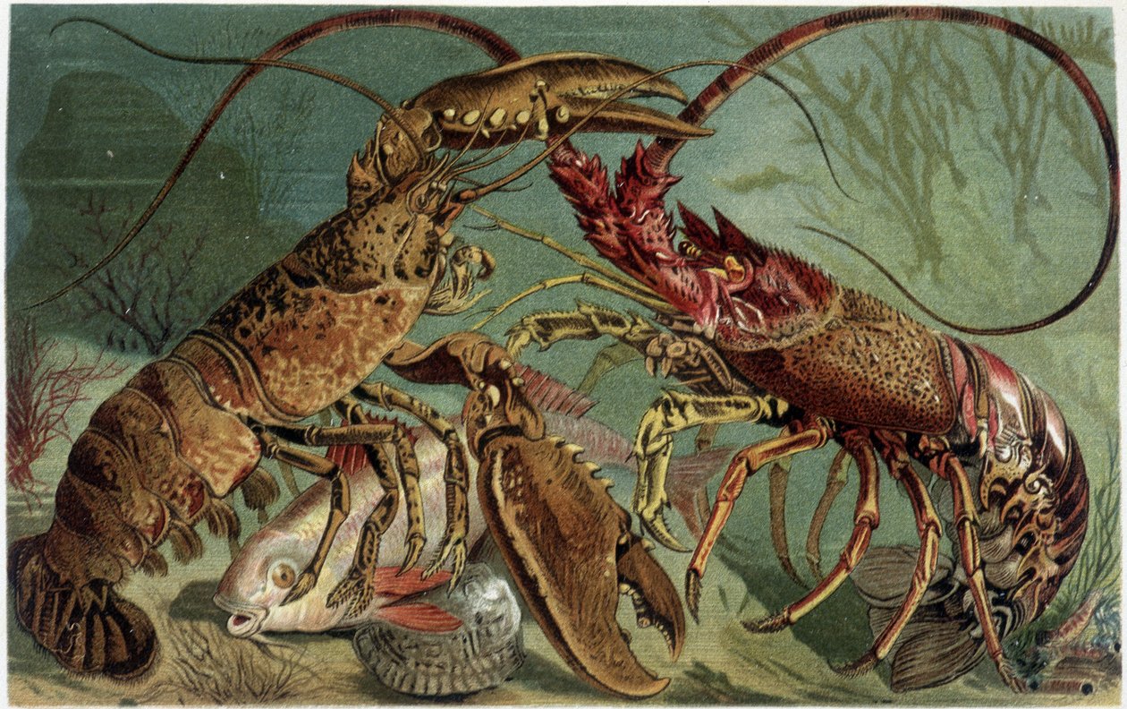 Langosta y bogavante enfrentándose - en “La Vida de los animales” por A.E. Brehm, Torino de Unbekannt
