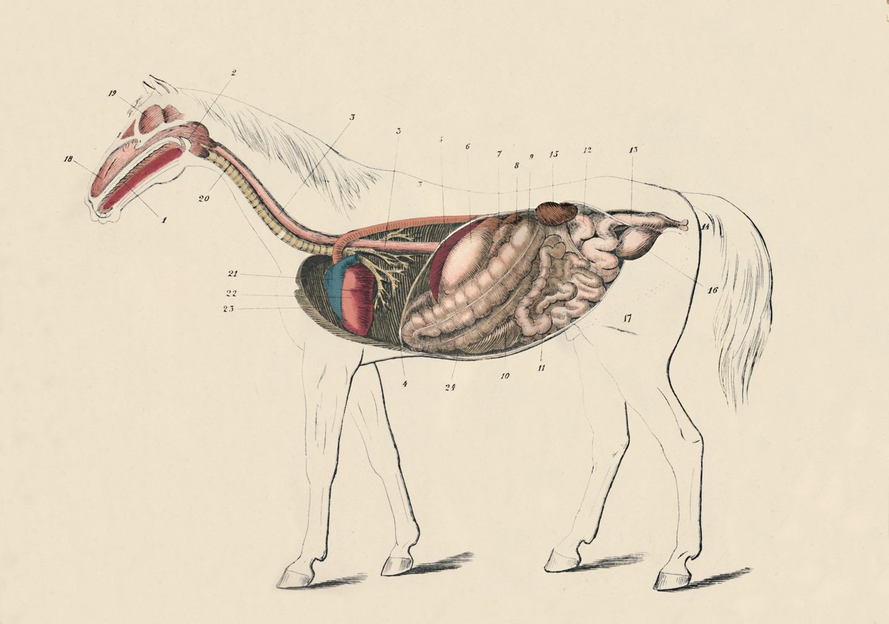 Sección longitudinal del caballo, c. 1879 de Unbekannt