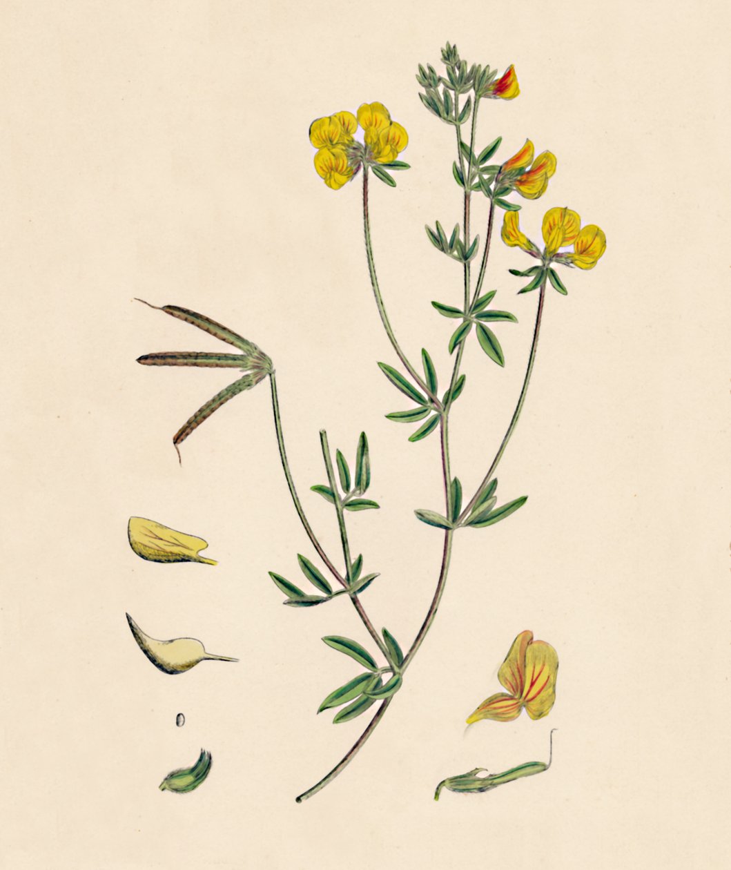 Lotus tenius. Trébol de aves delgadas, siglo XIX de Unbekannt