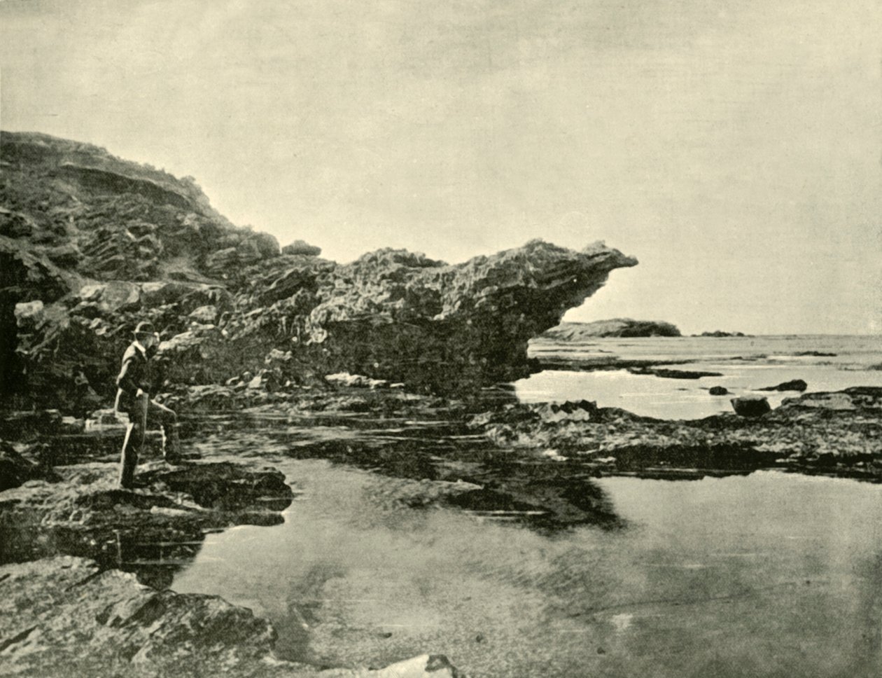 Marea baja, Shelly Beach, Warrnambool, 1901 de Unbekannt