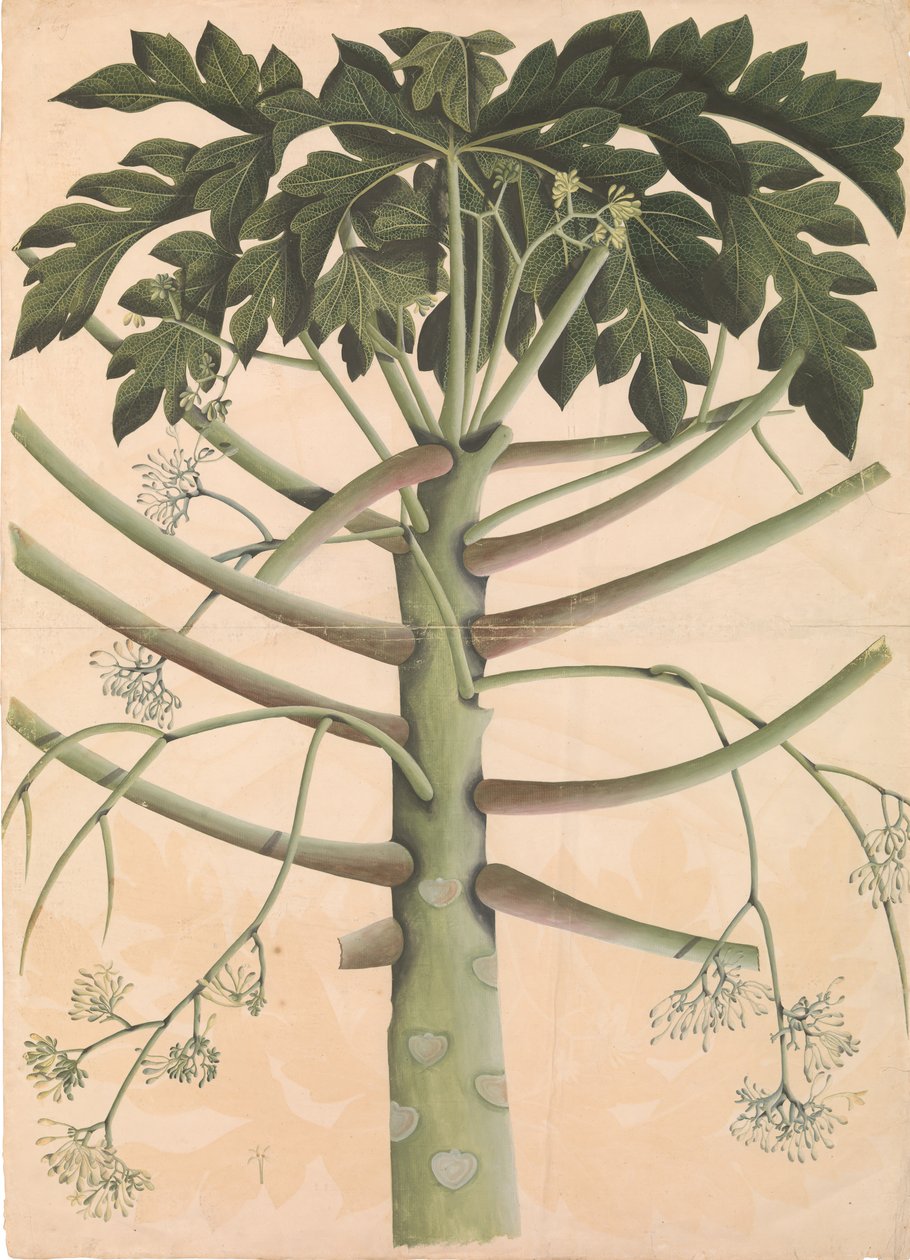 Árbol de papaya macho, ca. 1790-1800 de Unbekannt