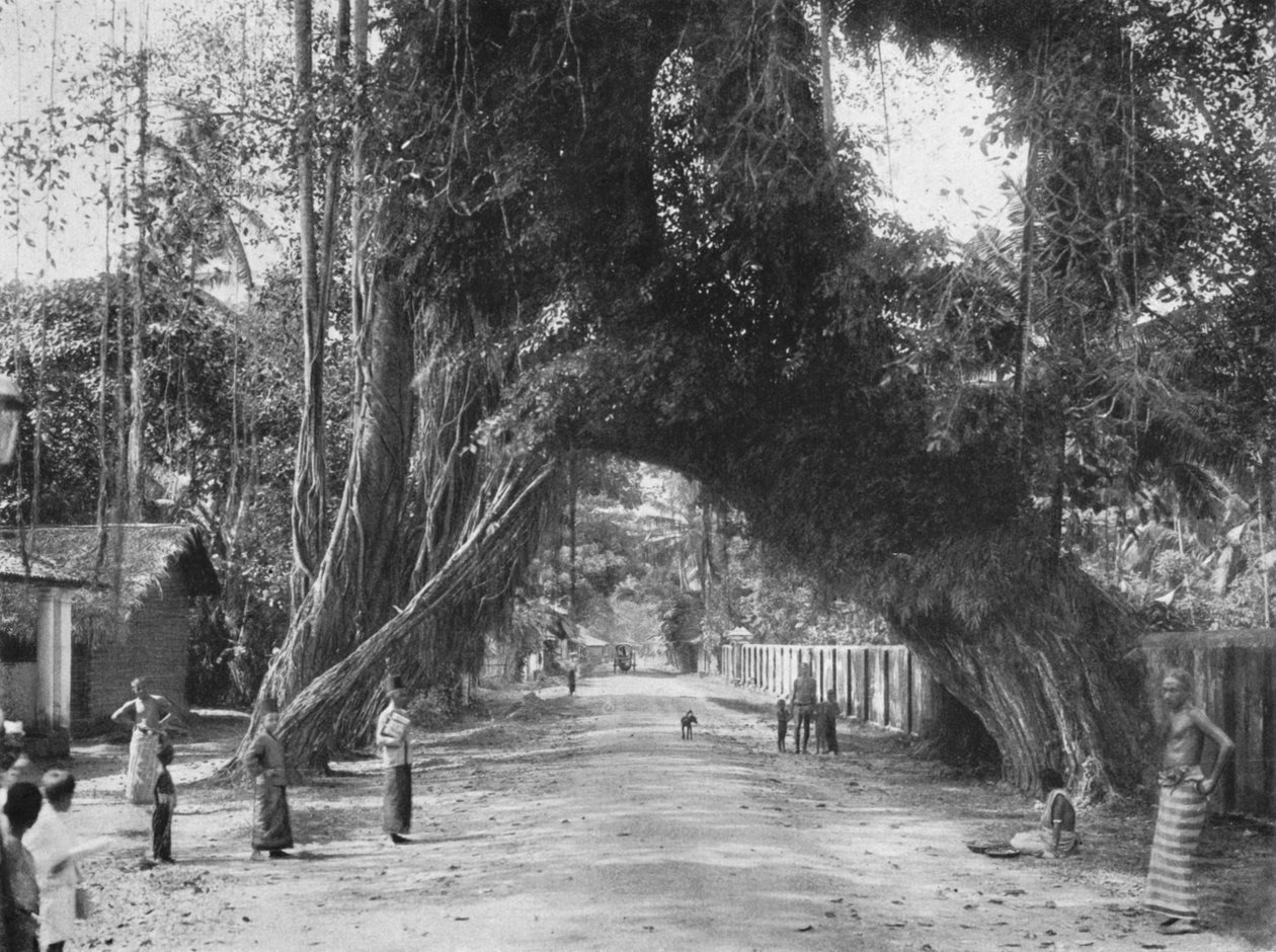 Pintoresca higuera vieja Ficus indica en la carretera Clombo-Galle cerca de Kalutara, 1926 de Unbekannt