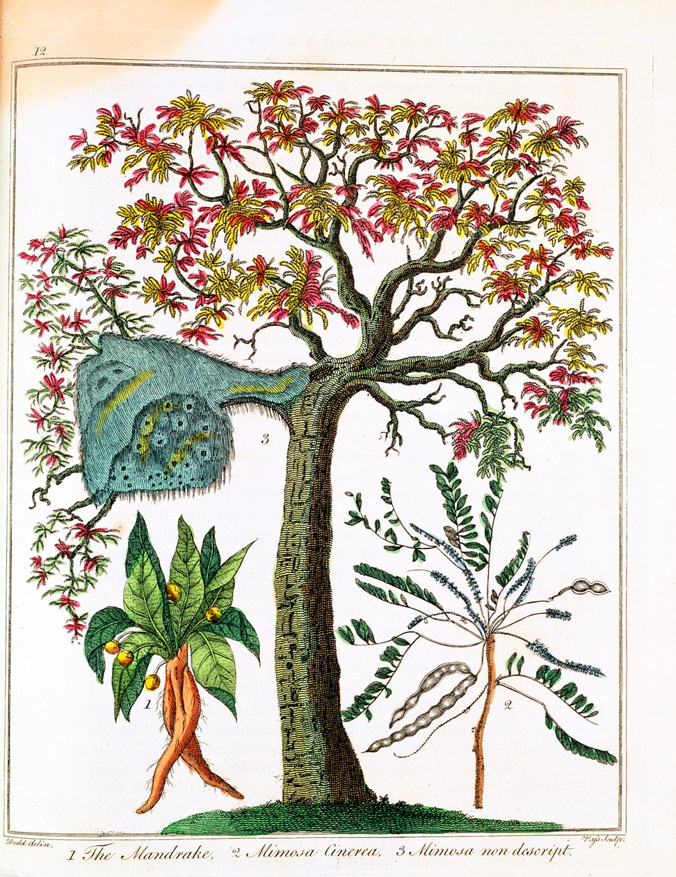 Mandrágora, planta sensible y acacia, c. 1795 de Unbekannt