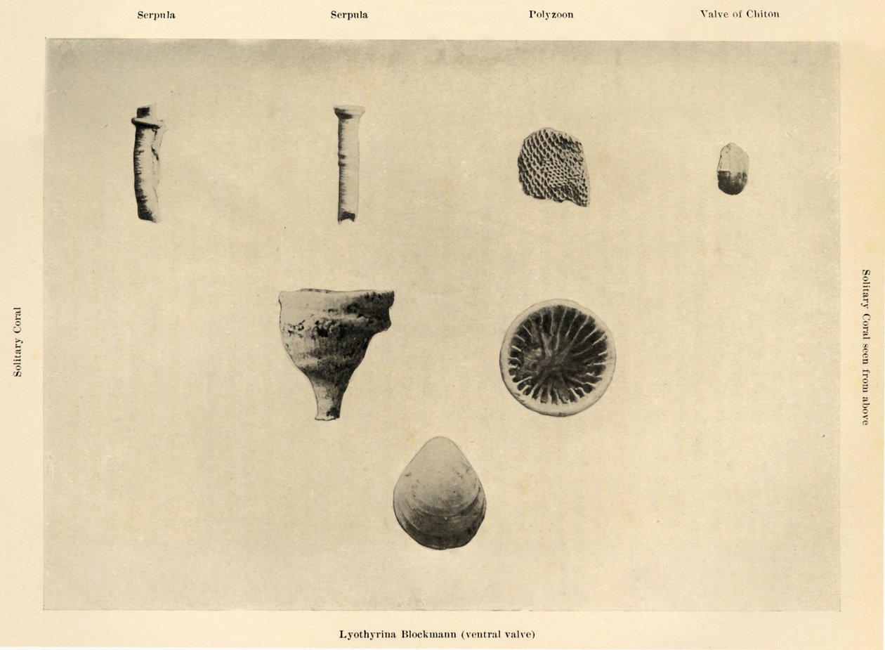 Organismos marinos, aumento 1 12, c. 1908 de Unbekannt
