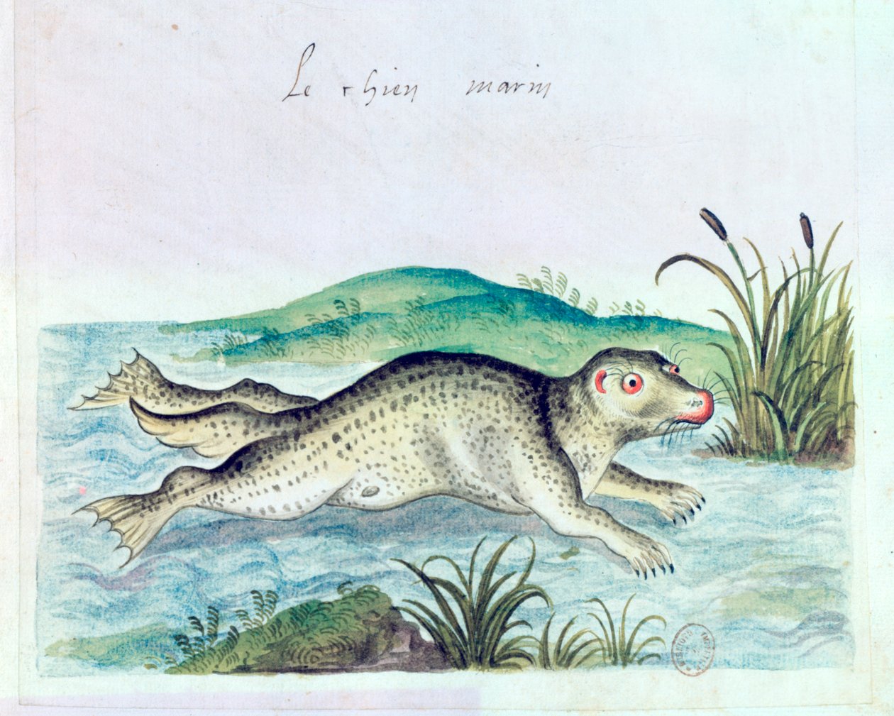 Perro marino, siglo XVI de Unbekannt