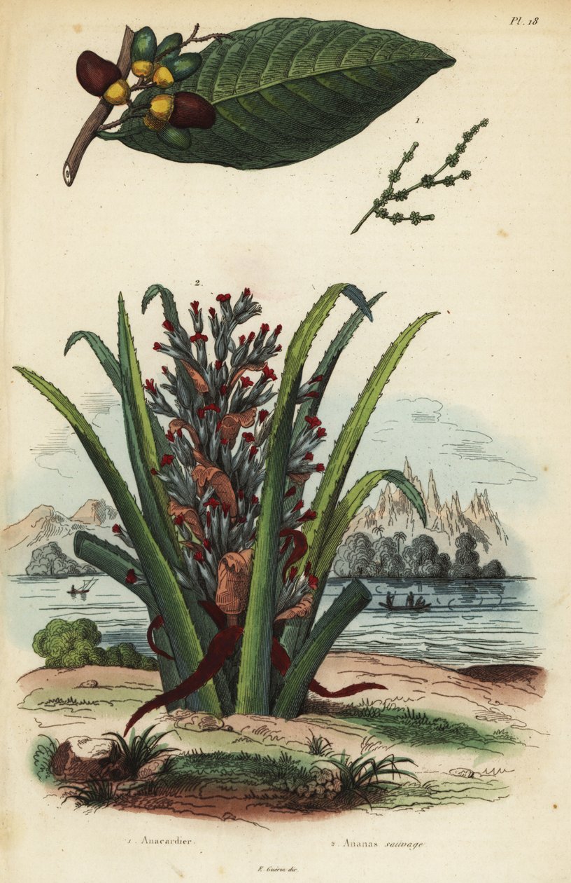 Nuez de marcaje, Semecarpus anacardium 1 y fruta de pingüino o pinuela, Bromelia pinguin 2 de Unbekannt