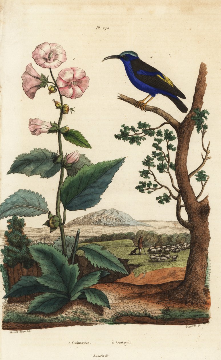 Malvavisco, Althaea officinalis 1, y mielero púrpura, Cyanerpes caeruleus 2 de Unbekannt