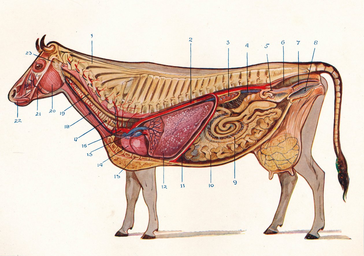 Sección media de una vaca, mostrando órganos de circulación y respiración, etc., c. 1905-c. 1910 de Unbekannt