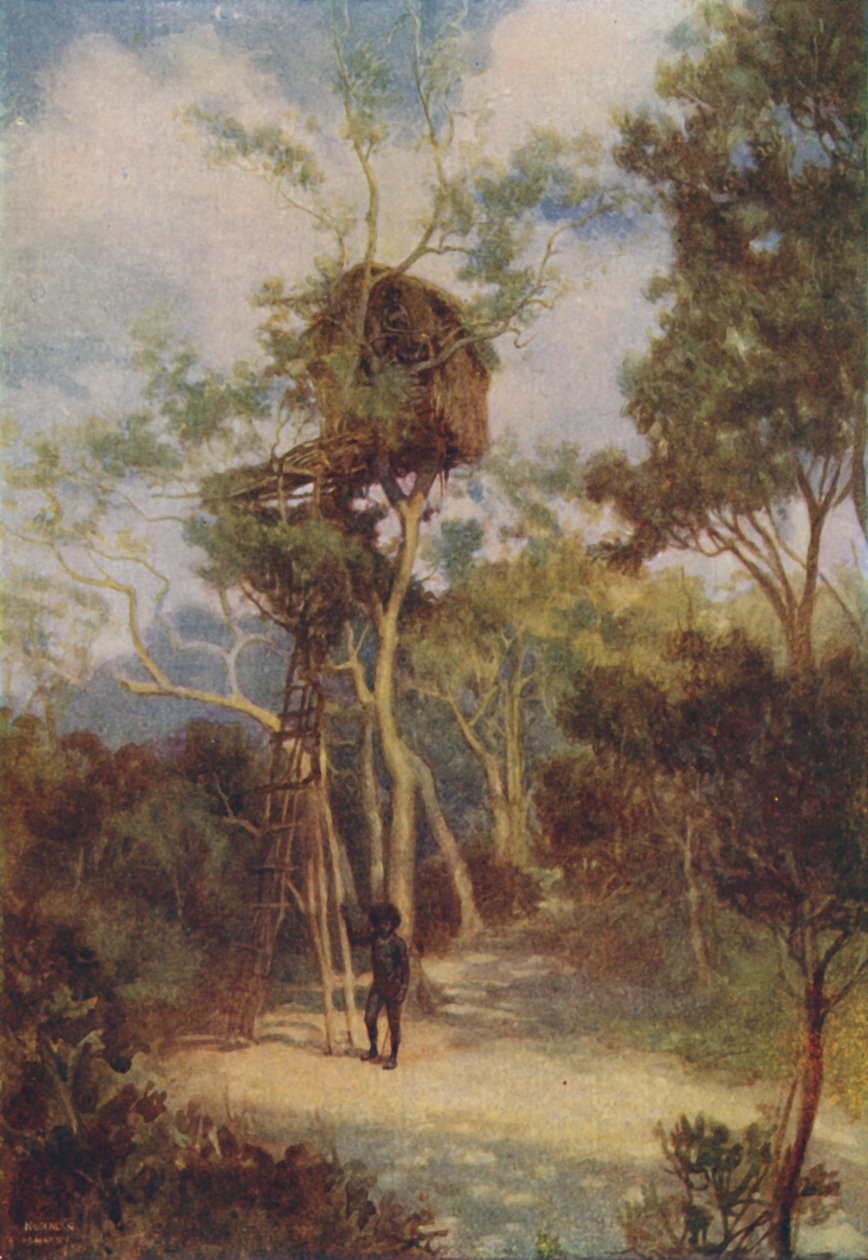 Casa en árbol melanesia, 1924 de Unbekannt