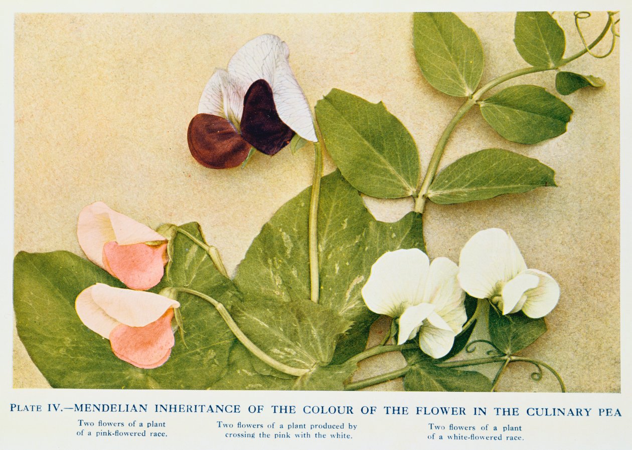 Herencia mendeliana del color de la flor en el guisante culinario, 1912 de Unbekannt