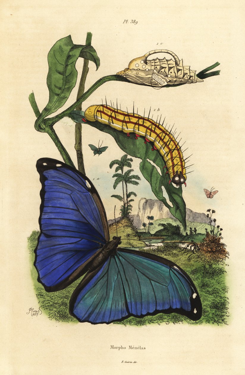 Mariposa Morpho menelaus, oruga y pupa de Unbekannt