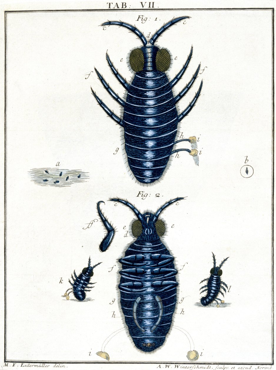 Microscopía de Unbekannt