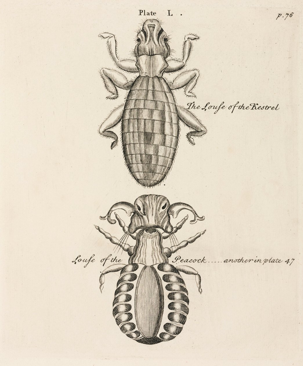Microscopía de Unbekannt