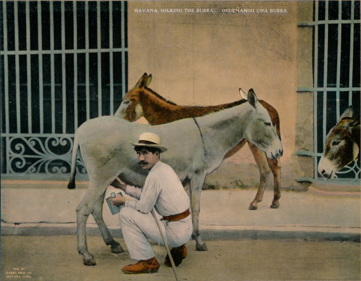Ordeñando burros, La Habana, Cuba, c. 1920 de Unbekannt