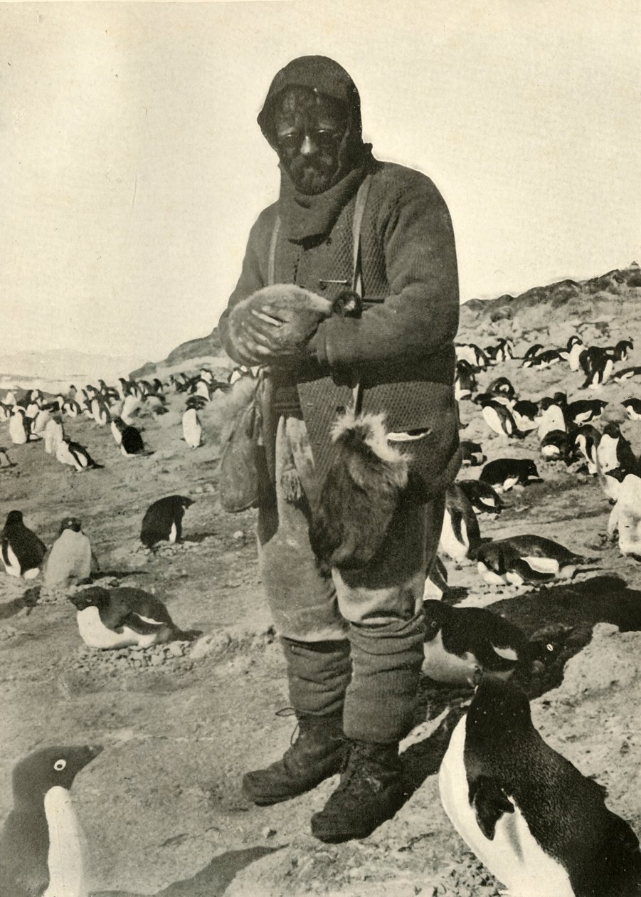 Murray sosteniendo pingüinos jóvenes, c1908, 1909 de Unbekannt