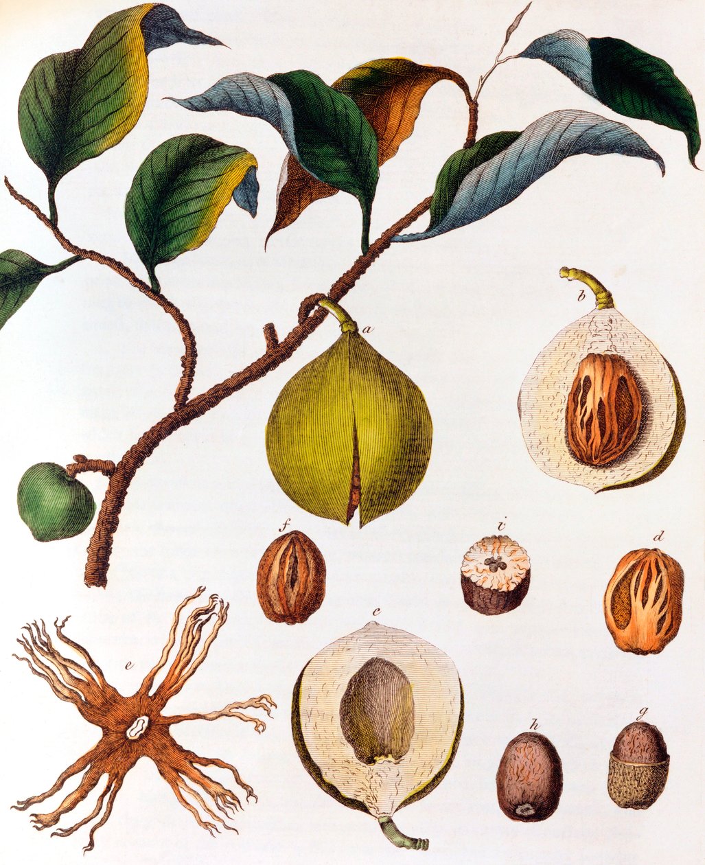 Myrsitica fragrans - nuez moscada de Unbekannt